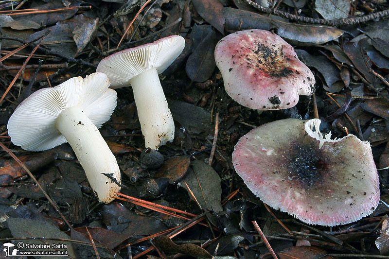 Russula fragilis foto 3