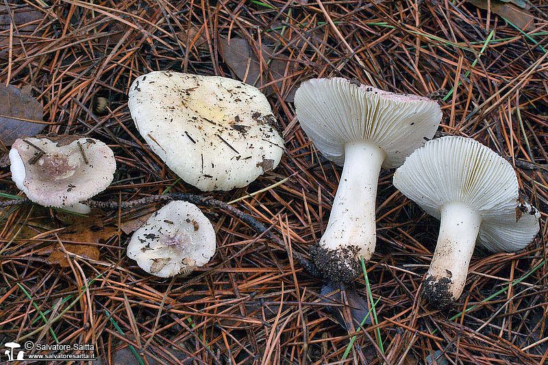 Russula fragilis foto 4