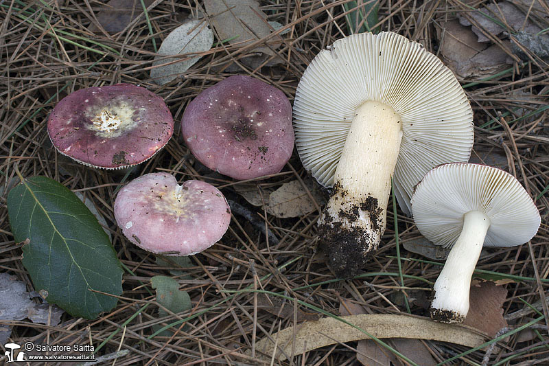 Russula fragilis foto 5