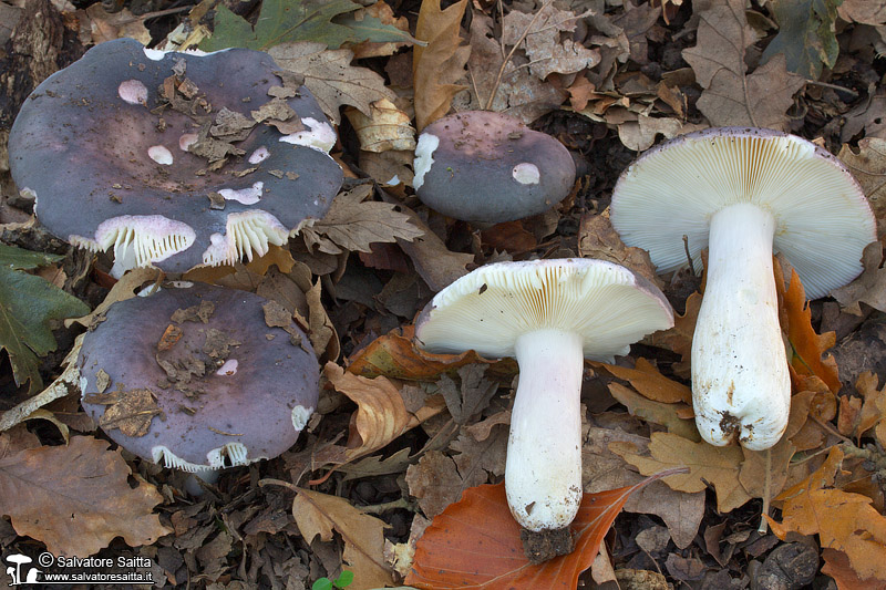 Russula grisea foto 1