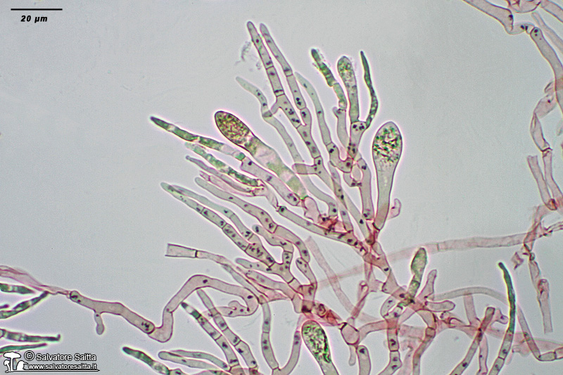 Russula grisea cuticola foto 1