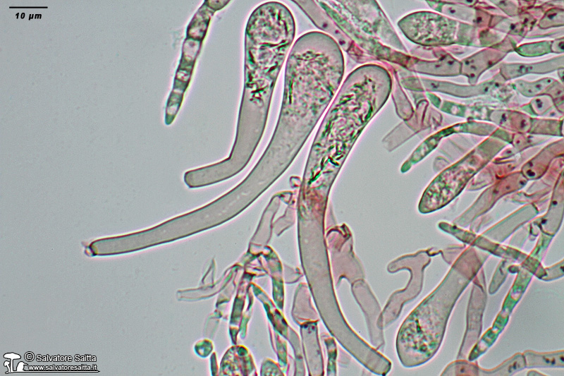 Russula grisea cuticola foto 8