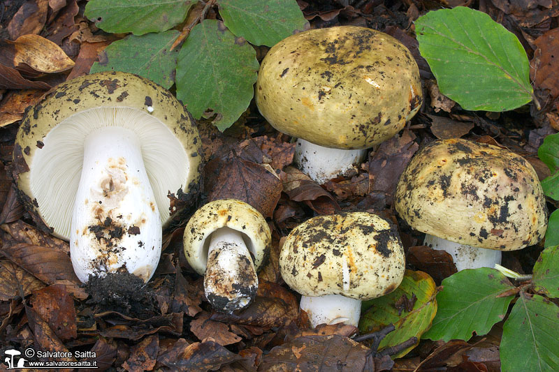 Russula olivacea foto 1