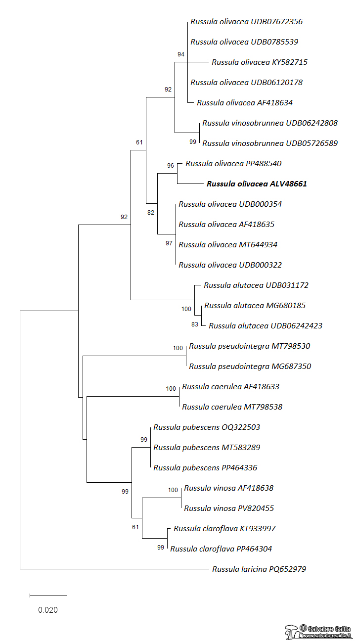 Russula olivacea albero filogenetico foto 1