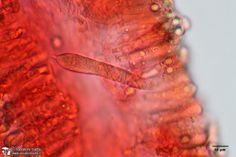 Russula persicina imenio foto 2