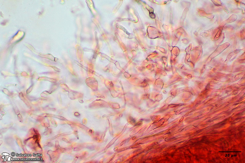 Russula persicina cuticola foto 1