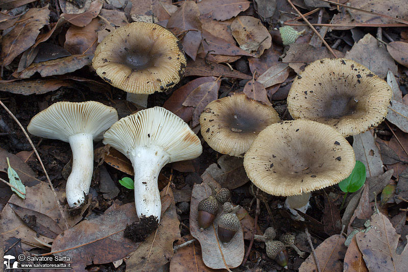 Russula praetervisa foto 1