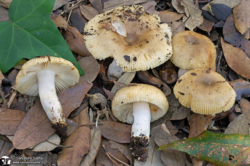 Russula praetervisa foto 2