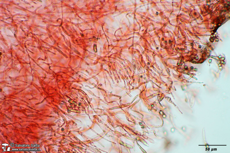 Russula pseudoaeruginea cuticola foto 1