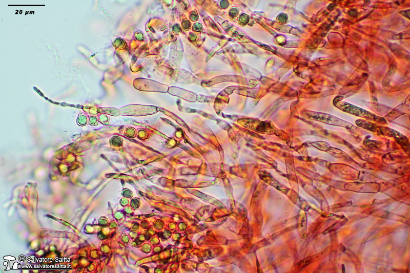 Russula pseudoaeruginea cuticola foto 2