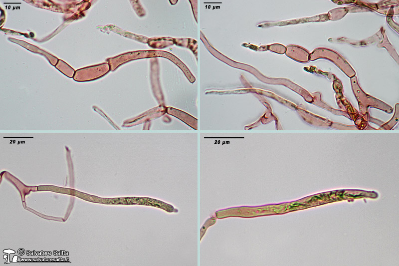 Russula pseudoaeruginea cuticola foto 5