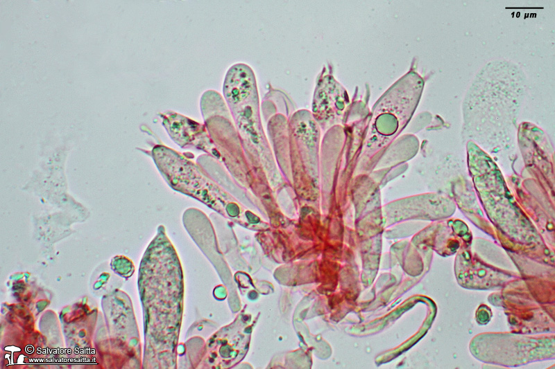 Russula pseudoaeruginea elementi imeniali foto 1