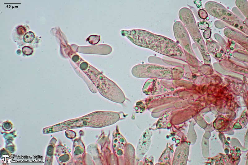 Russula pseudoaeruginea elementi imeniali foto 2