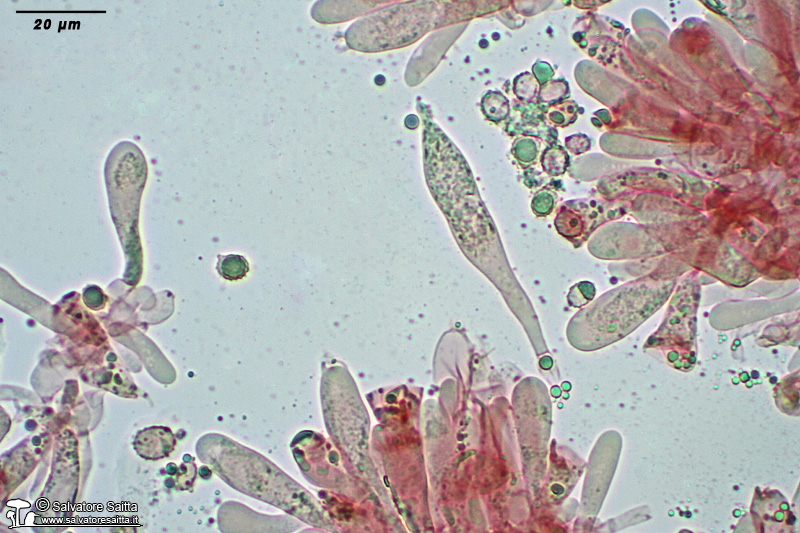 Russula pseudoaeruginea elementi imeniali foto 3