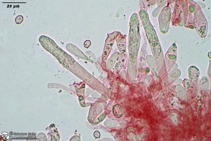 Russula pseudoaeruginea elementi imeniali foto 4