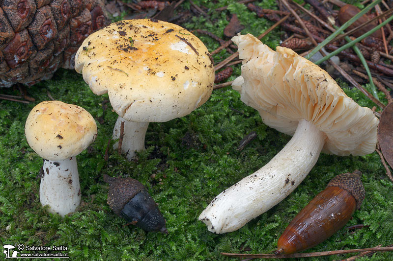 Russula risigallina foto 1