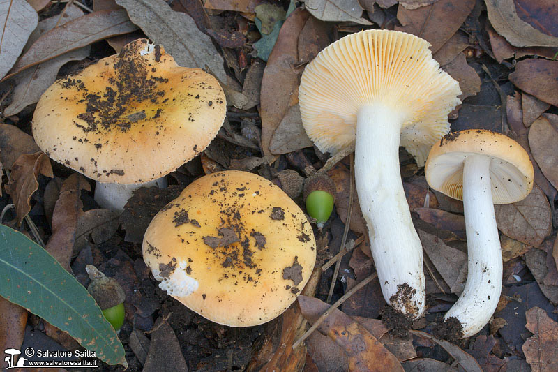 Russula risigallina foto 2