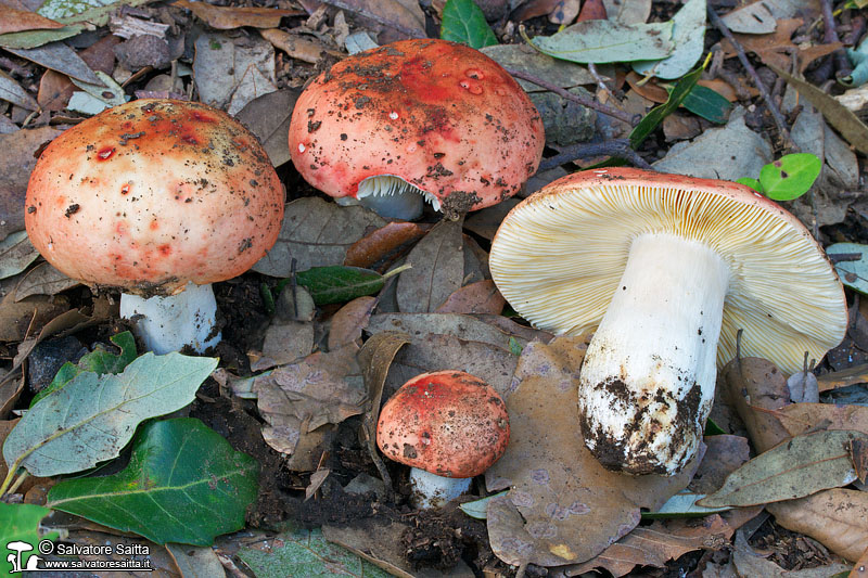 Russula rubroalba foto 1