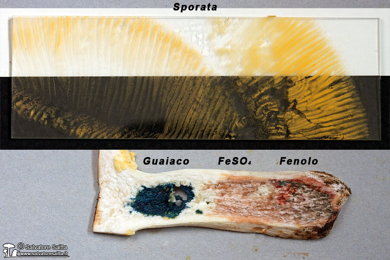 Russula rubroalba sporata e reazioni macrochimiche