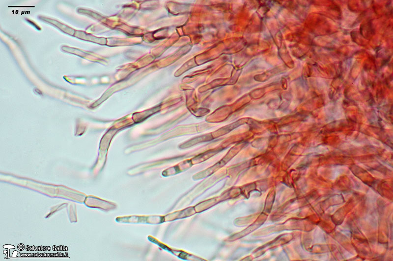 Russula rubroalba cuticola foto 1