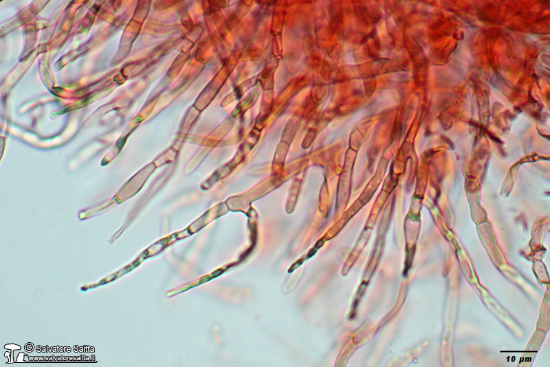 Russula rubroalba cuticola foto 2