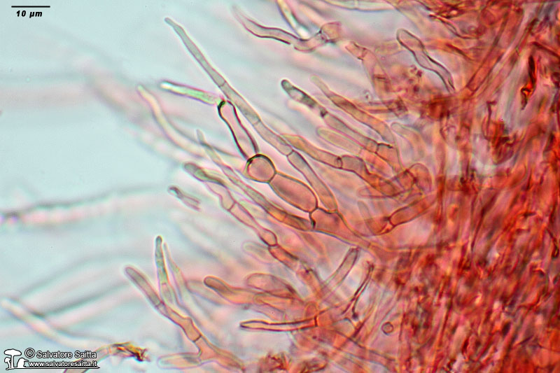 Russula rubroalba cuticola foto 3