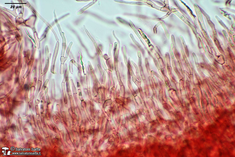 Russula rubroalba cuticola foto 4