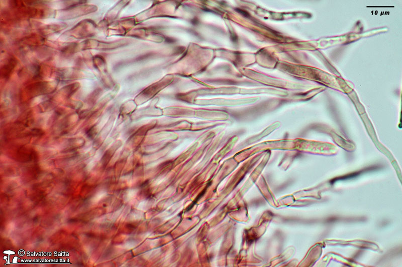 Russula rubroalba cuticola foto 5