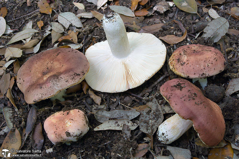 Russula vesca foto 1