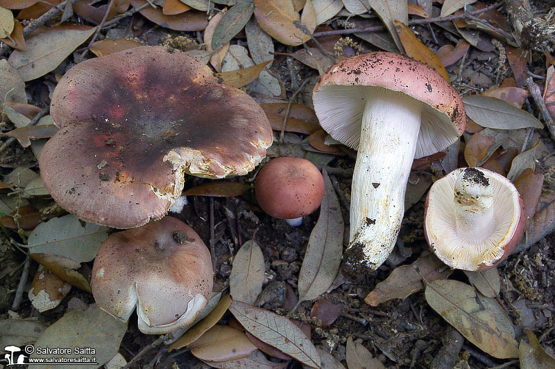 Russula vesca foto 2