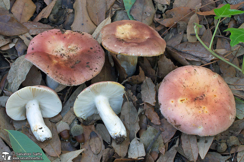 Russula vesca foto 4