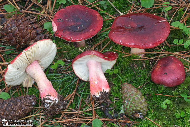 Russula xerampelina foto 1