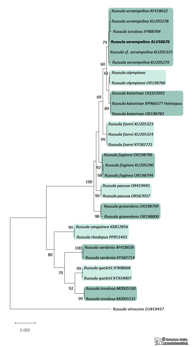 Russula xerampelina albero filogenetico foto 1