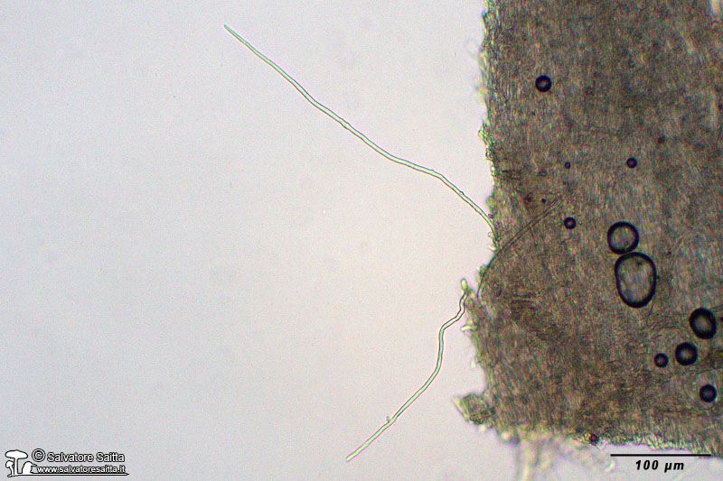 Sarcoscypha coccinea peli foto 1