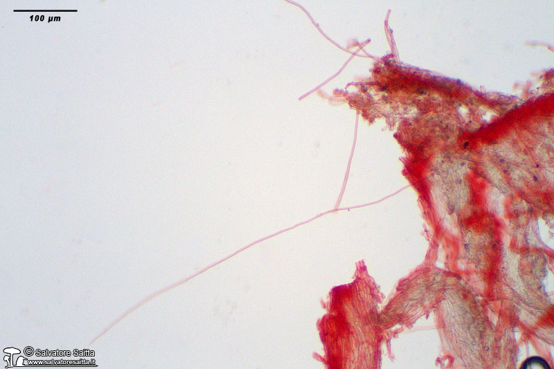 Sarcoscypha coccinea peli foto 4