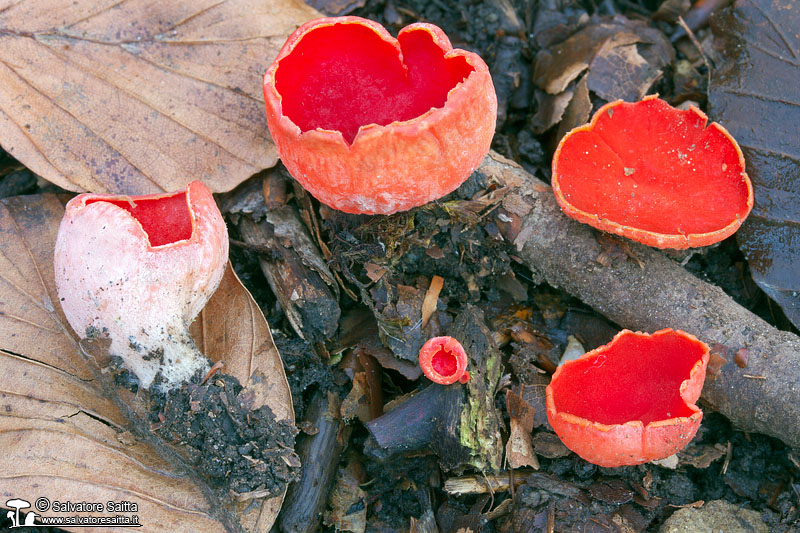 Sarcoscypha coccinea foto 2a