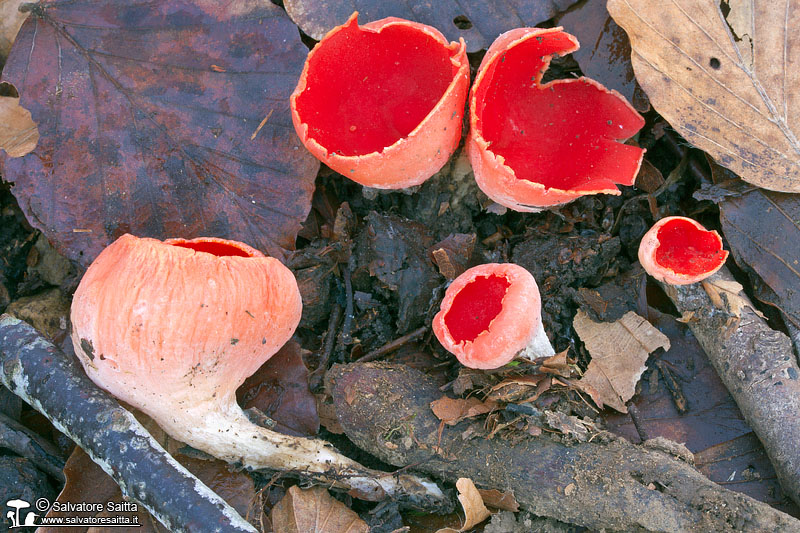 Sarcoscypha coccinea foto 2c