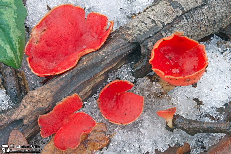 Sarcoscypha coccinea foto 3