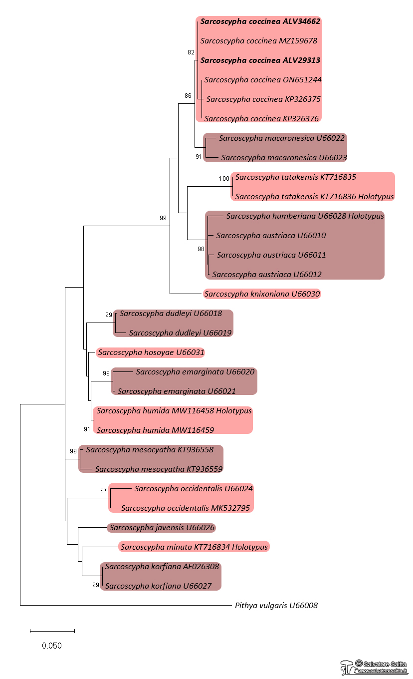 Sarcoscypha albero filogenetico ITS