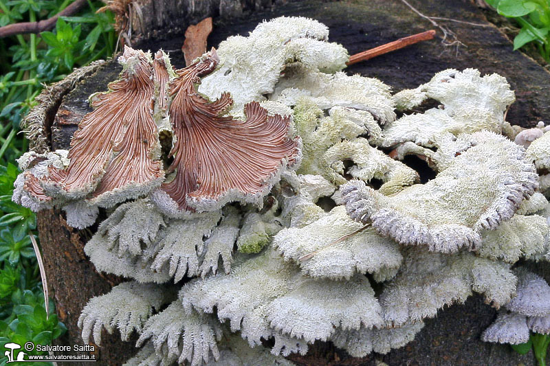 Schizophyllum commune foto 1