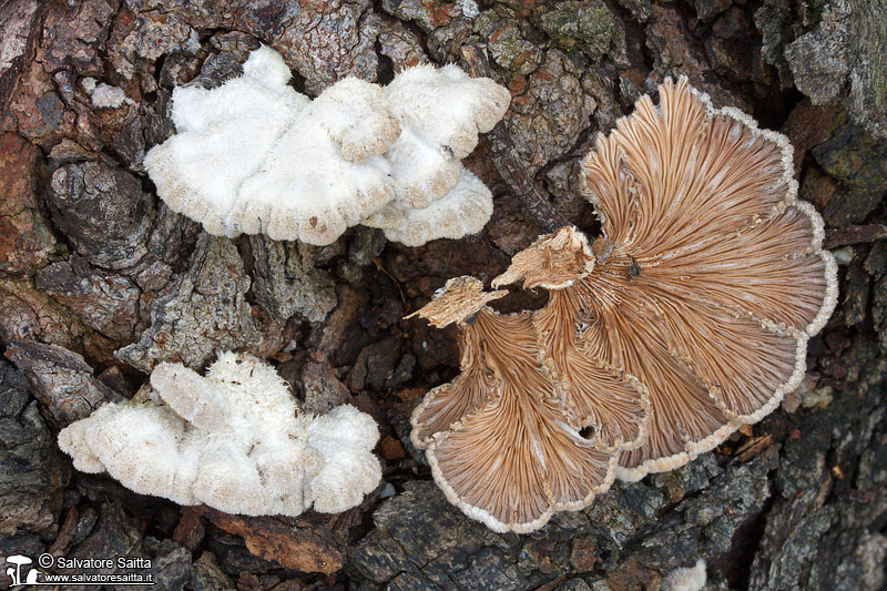 Schizophyllum commune foto 2