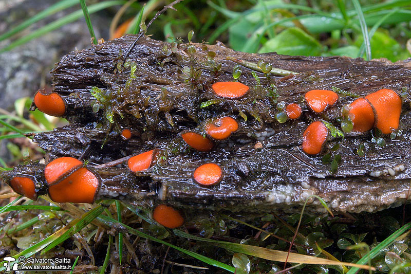 Scutellinia nigrohirtula foto 1