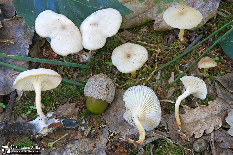 Singerocybe phaeophthalma foto 5