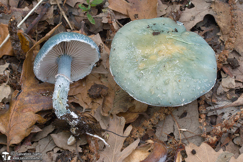 Stropharia caerulea foto 1