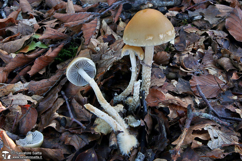 Stropharia squamosa foto 1