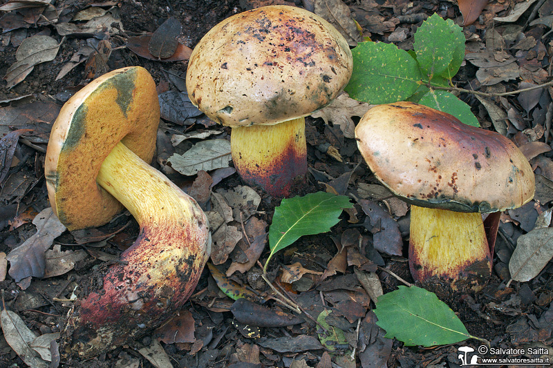 Suillellus luridus foto 1