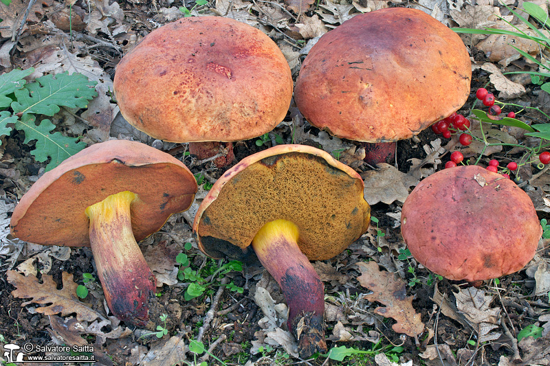 Suillellus queletii foto 2