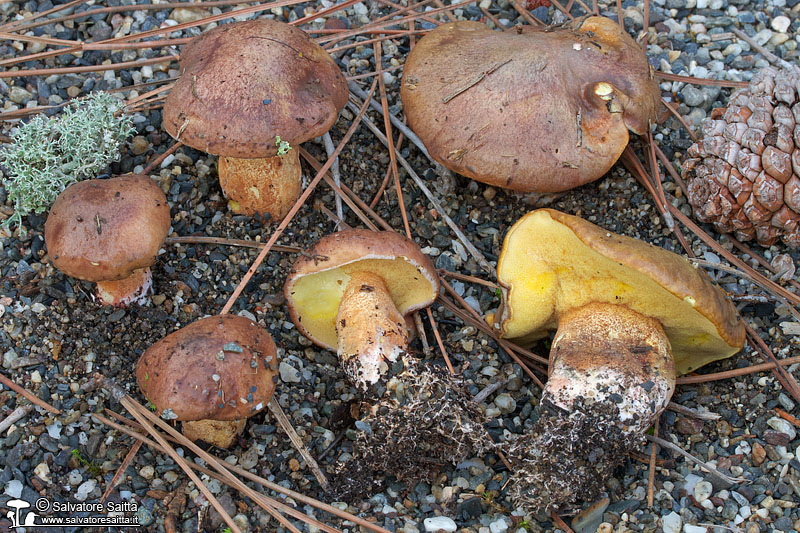 Suillus collinitus foto 1