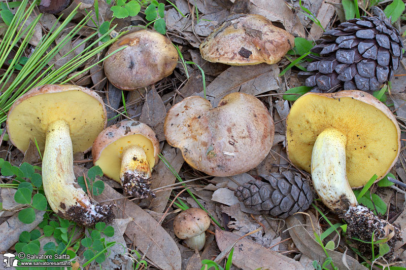 Suillus collinitus foto 2