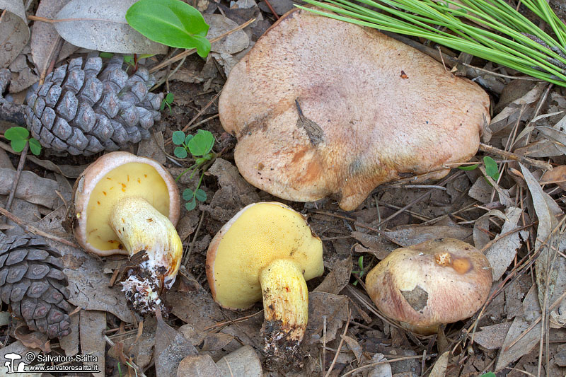 Suillus collinitus foto 3